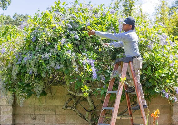 ls gardens landscape design