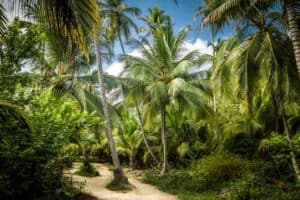 Get Your Yard Ready for Summer: Create Your Own Tropical Oasis with LS Gardens