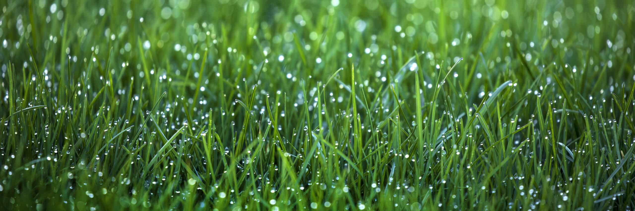 Rainy Season Survival: Why Proper Drainage Protects Your Landscape Investment