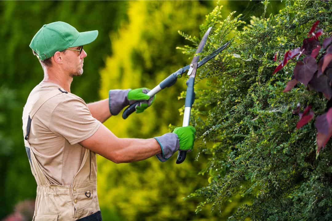 Tips and Benefits of Inner Pruning