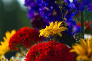 Annuals