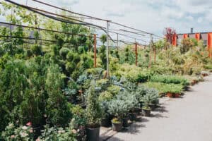 Plant Selection Tampa