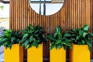 Container design South Tampa with planter design ideas for patios, balcony planters, pool deck planters, outdoor planters, and container garden landscaping.