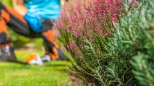 Landscape Maintenance Plan | Professional landscaper maintaining a residential lawn and garden in Tampa, Florida